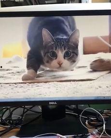 干屁视频,揭秘网络搞笑文化的魅力与影响